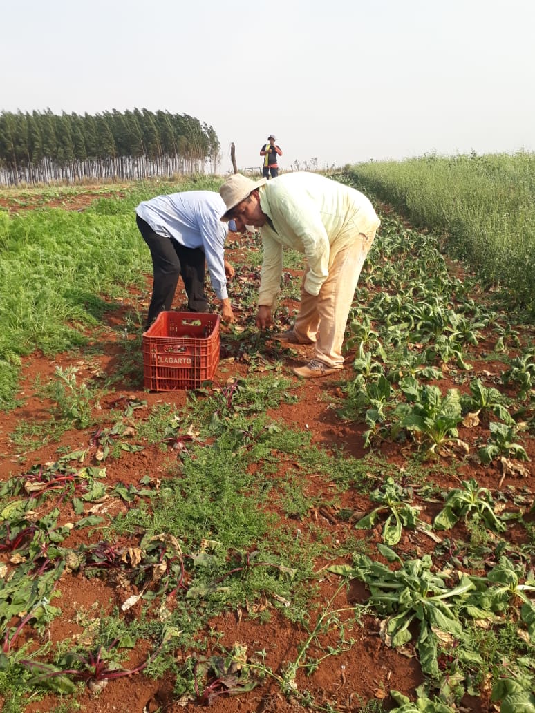 Productores hortícolas del Alto Paraná  estiman pérdidas del 50% por la sequía