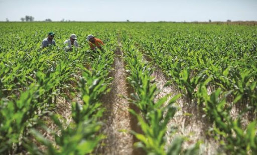 Baja temperatura podría perjudicar a cultivos tempraneros de primavera