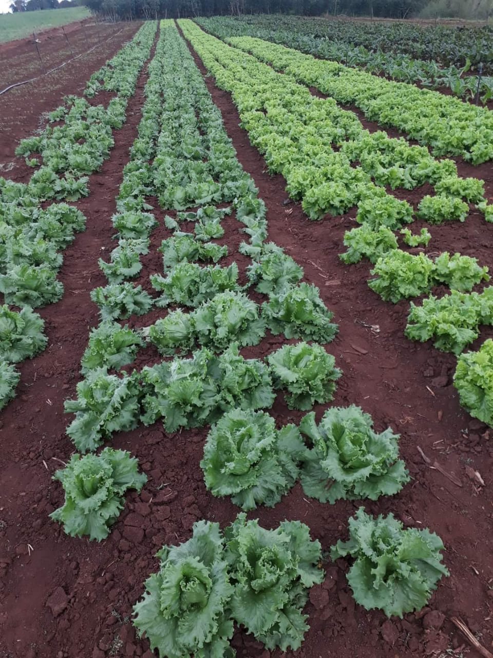 Preocupa a hortigranjeros del Alto Paraná ingreso de frío polar