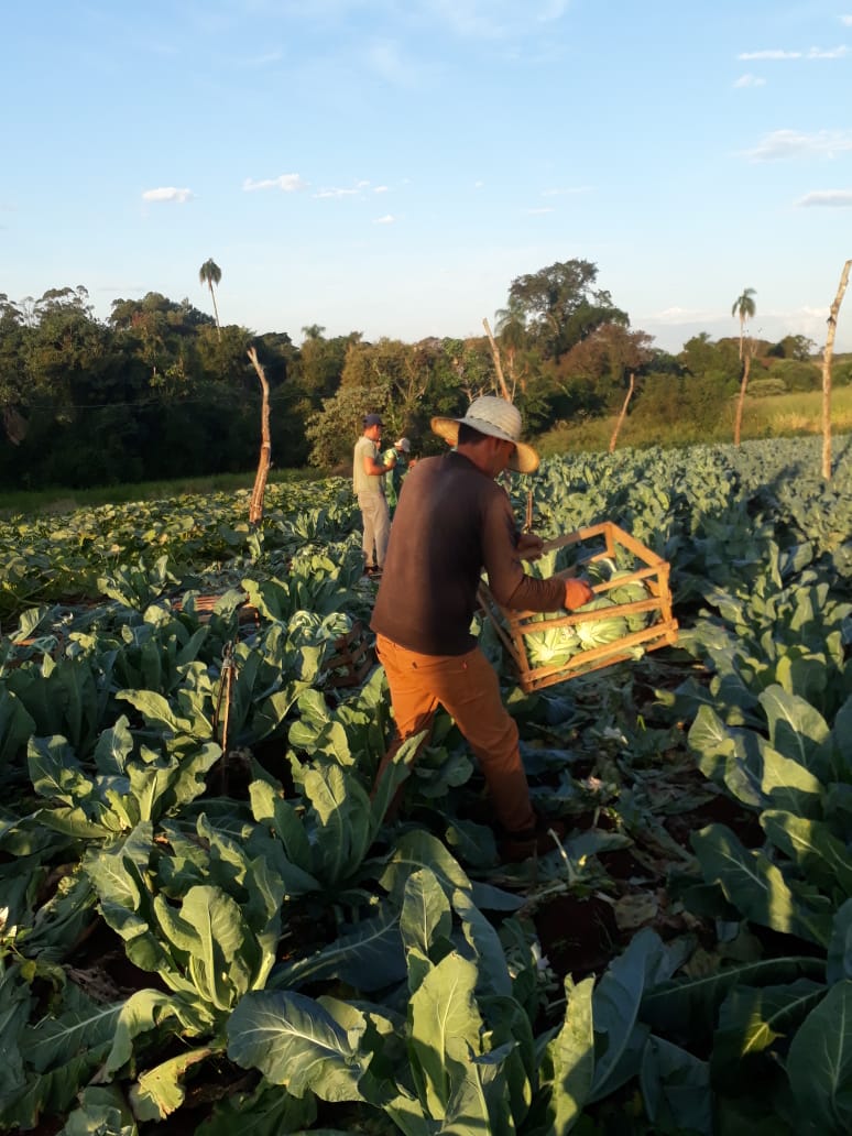 Crean consejo de productores para optimizar asistencia en Alto Paraná
