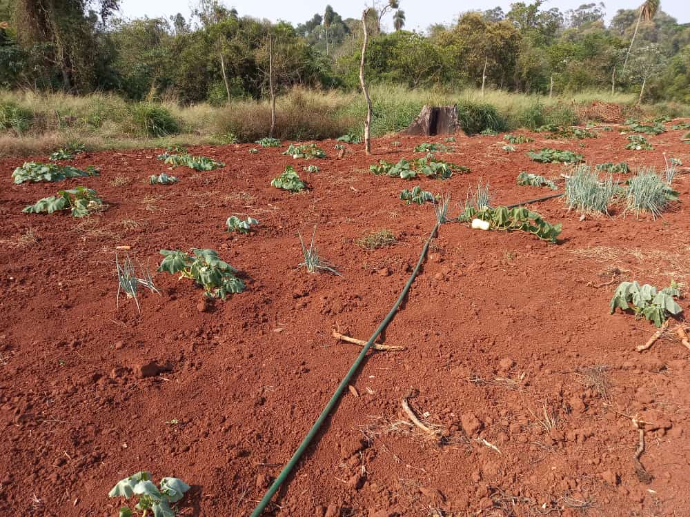 Trabajador del campo vaticina escases de productos hortícolas si persiste sequía