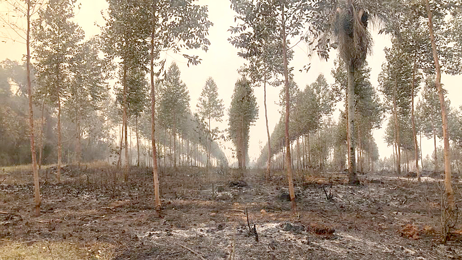 Sector forestal reporta pérdidas  por las invasiones e incendios