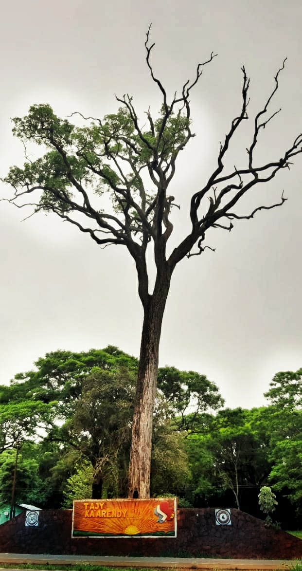 El imponente “Tajy Ka’arendy” es  considerado el árbol de la gente