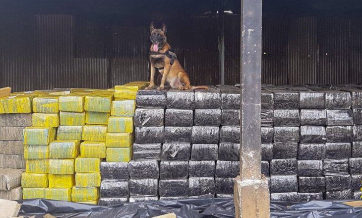 Incautan más de 12 toneladas de  marihuana paraguaya en Brasil
