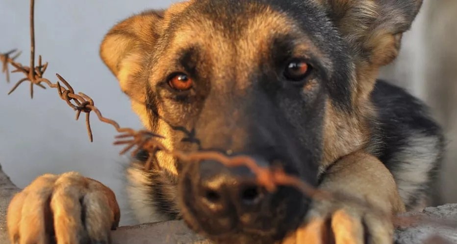 Comuna esteña advierte sobre  multas por maltrato a animales