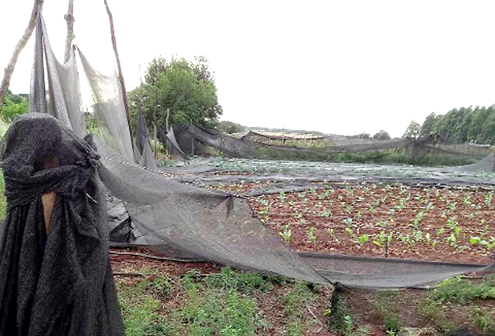Unos 150 productores de Minga Guazú fueron afectados por fuerte temporal
