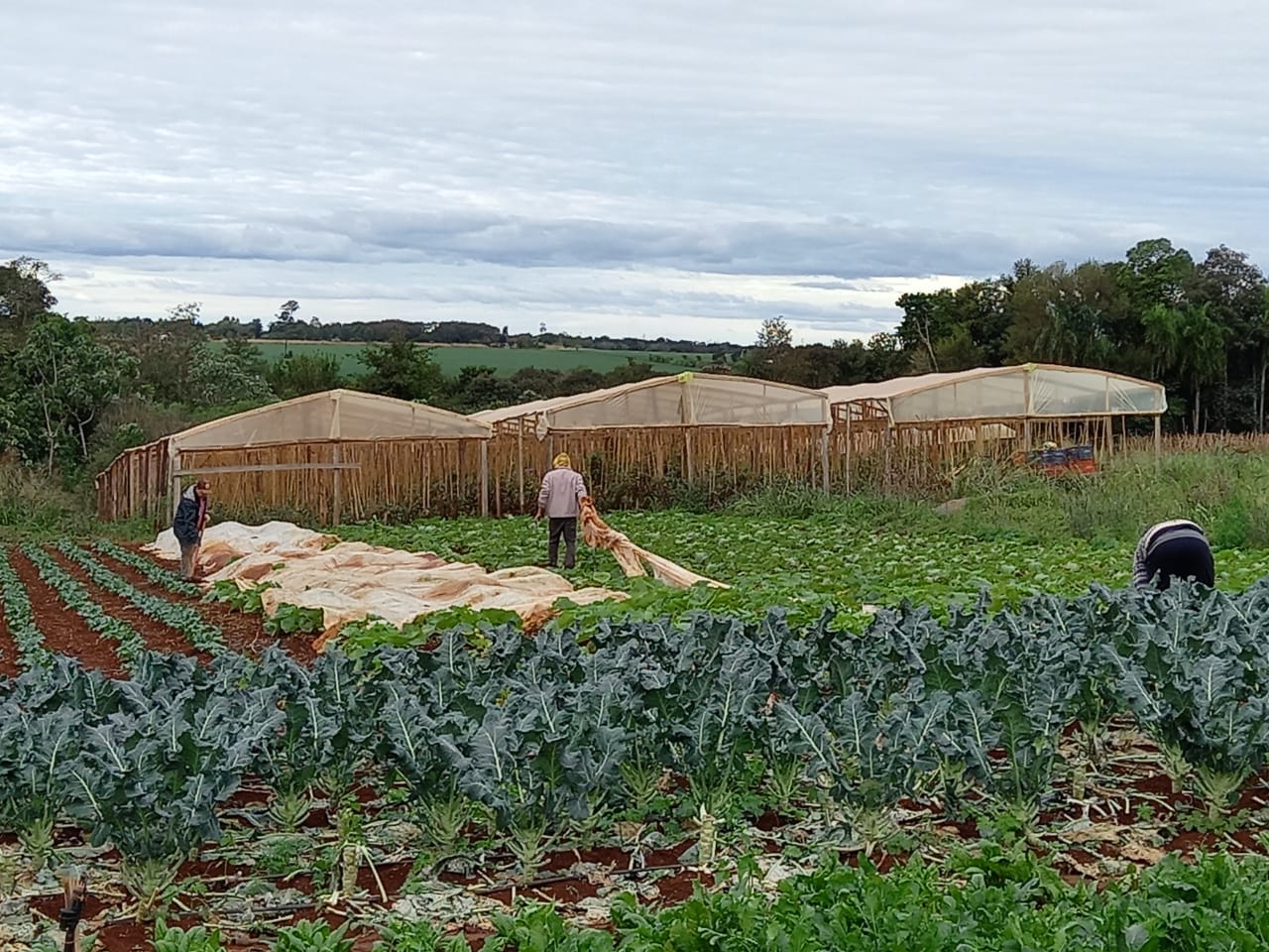 Productores vaticinan que heladas serían catastróficas para el campo