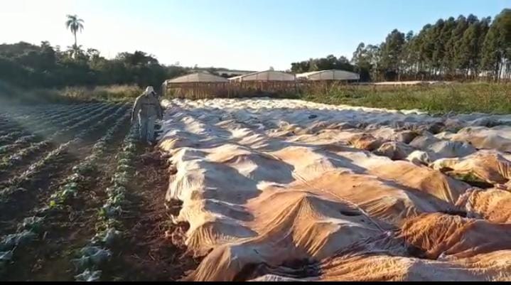 Primeras heladas provocan cuantiosas pérdidas a hortigranjeros de Alto Paraná