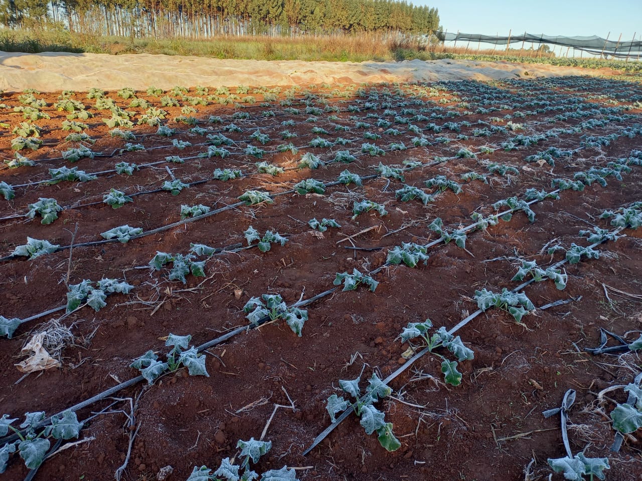 En Alto Paraná, frutihortícolas y maíz zafriña fueron afectados por heladas