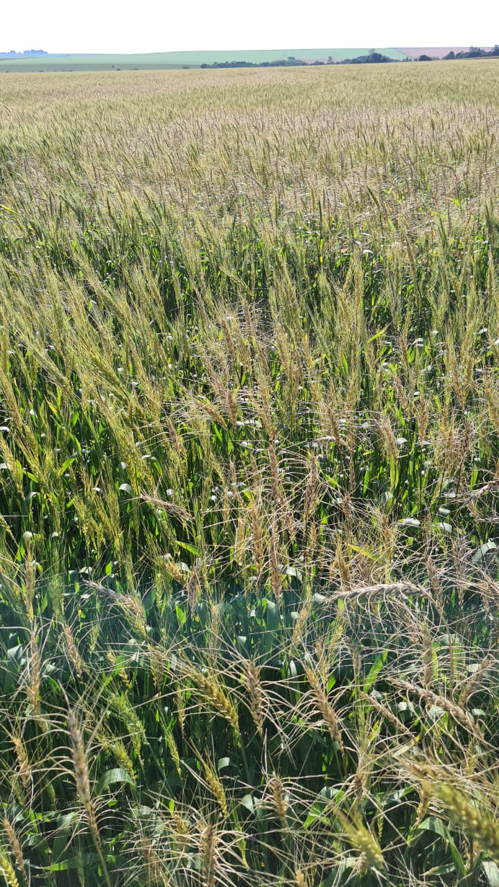 Heladas dejan al menos 30% de pérdidas en plantaciones de trigo