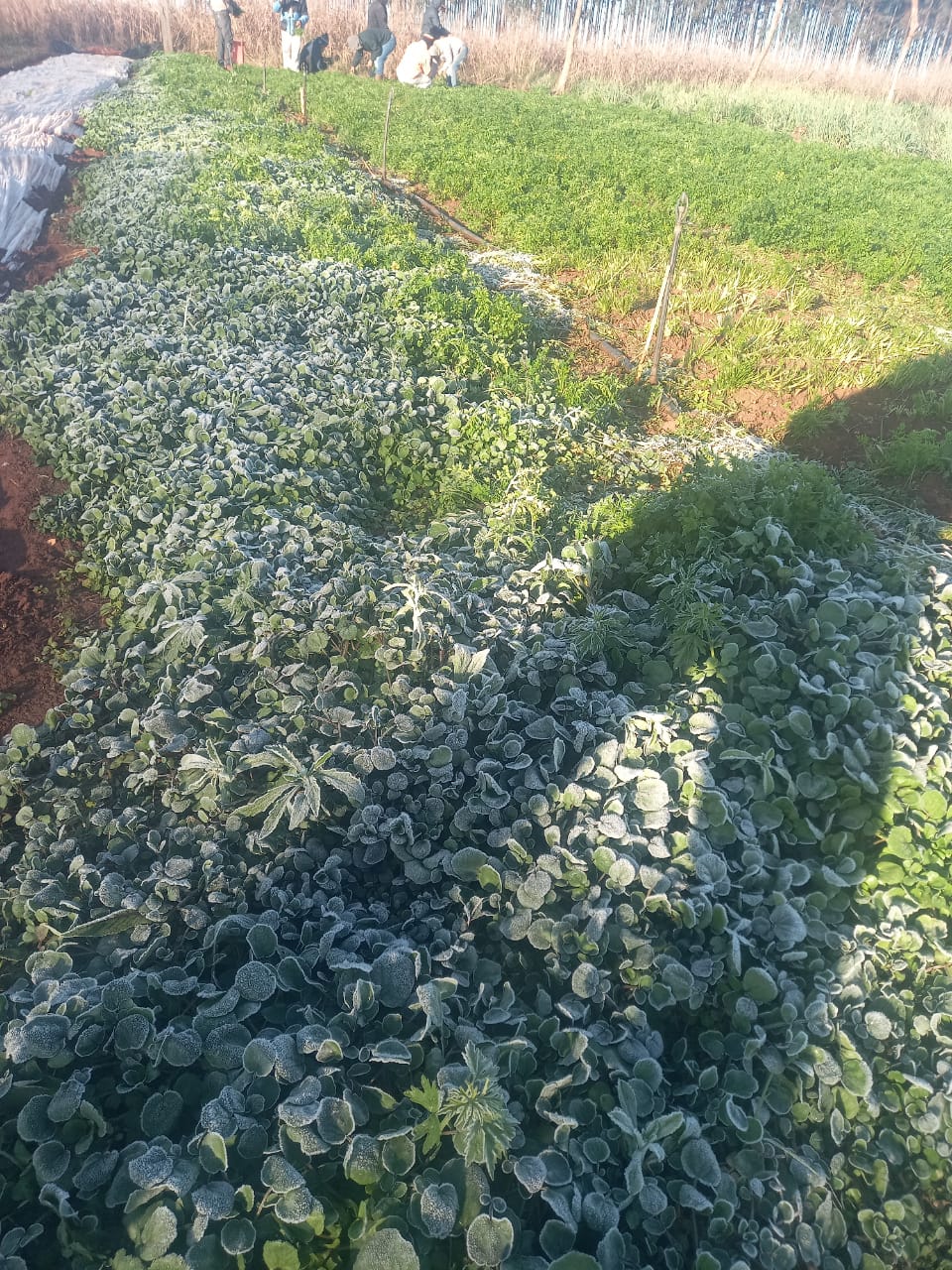 Heladas causan estragos en los cultivos de Alto Paraná
