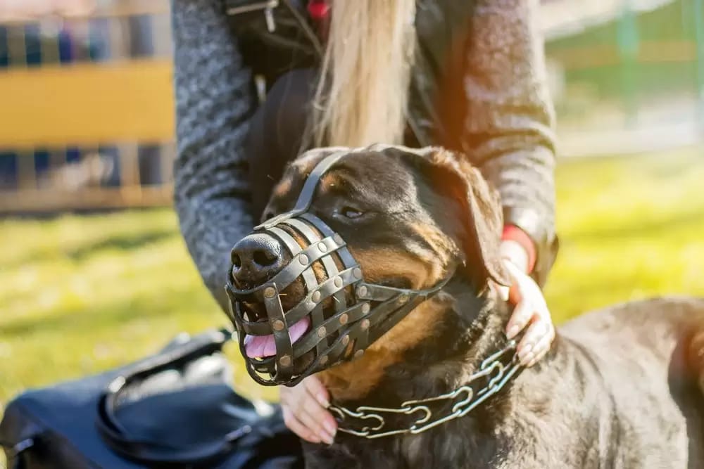 Está prohibido sacar a pasear mascotas sin correa y bozal