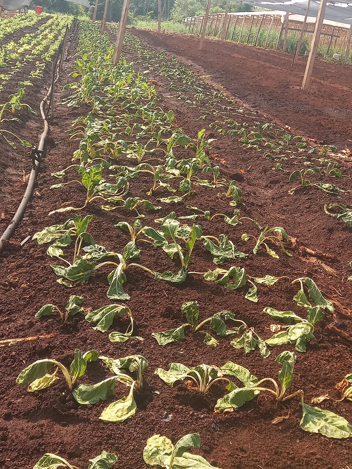 Condiciones climáticas adversas destrozan a la producción hortícola