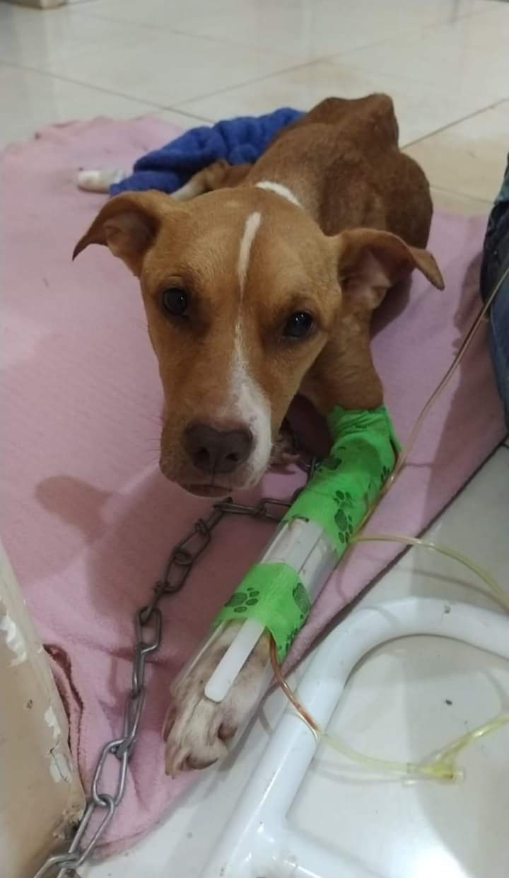 Perrita rescatada necesita ayuda para tratamiento
