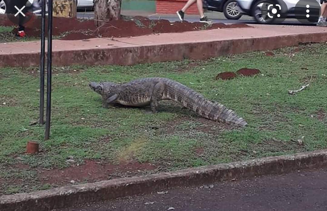 Piden que yacarés del Lago de la República sean llevados a zoológicos