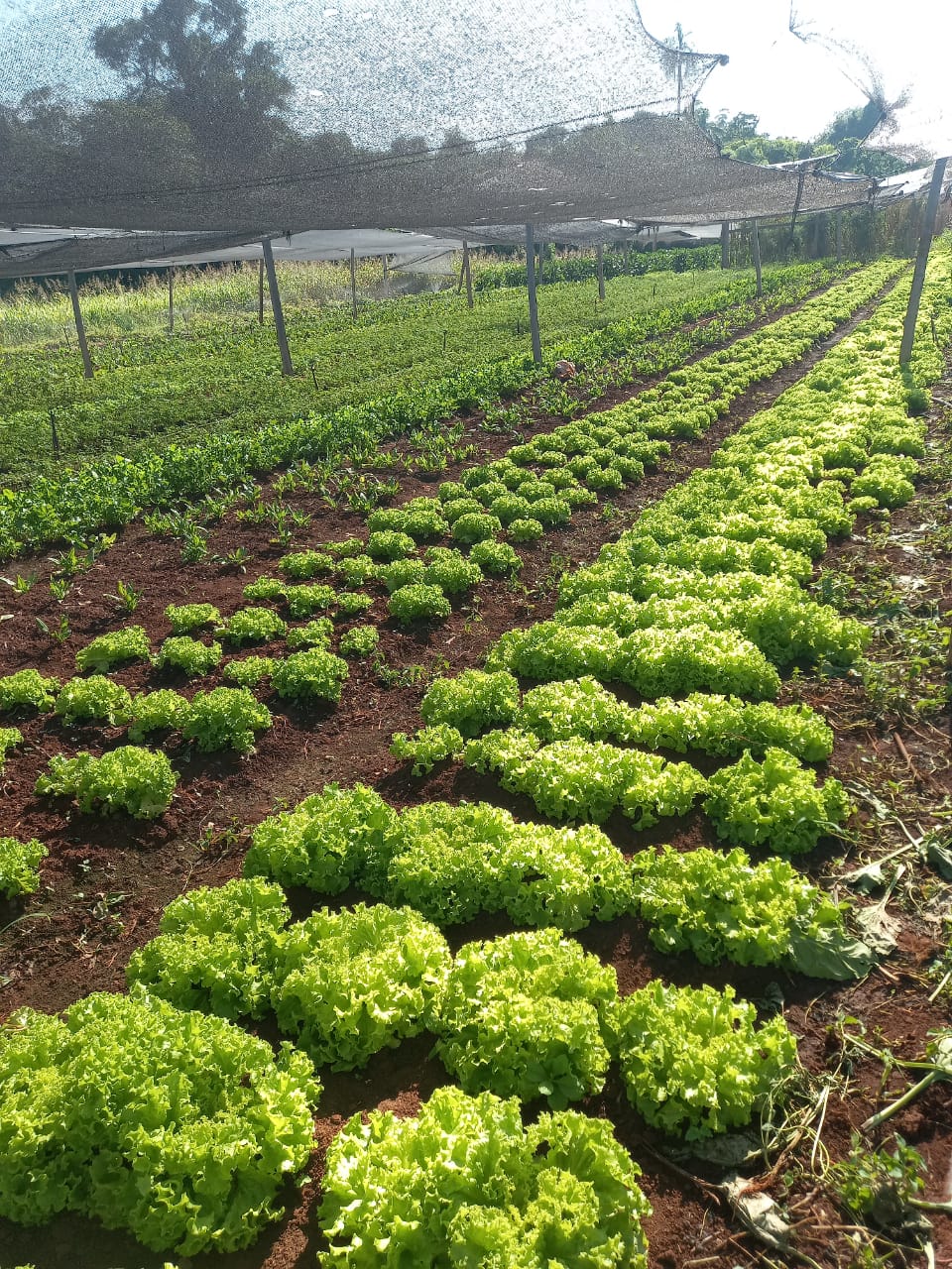 Lluvias del fin de semana favorecen a hortigranjeros de A. Paraná