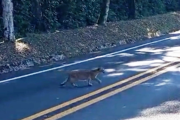 Captan a una cría de puma en el Parque Nacional Yguazú