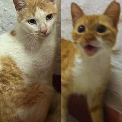 Gatos rescatados por Bienestar Animal esperan encontrar un nuevo hogar