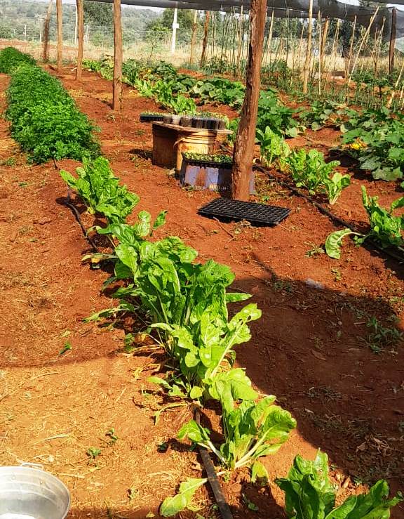 SNPP realiza cursos de horticultura en Hernandarias
