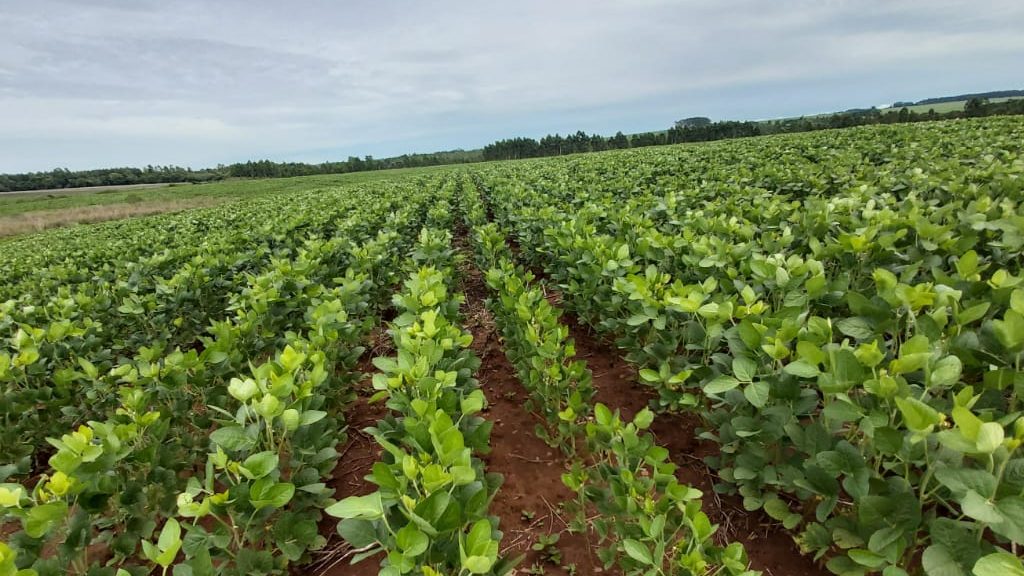 Productores reportan que cultivos de soja necesitan de lluvias generalizadas