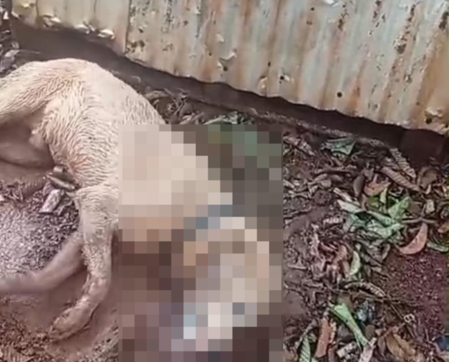 Envenenan a un perro en Tavapy